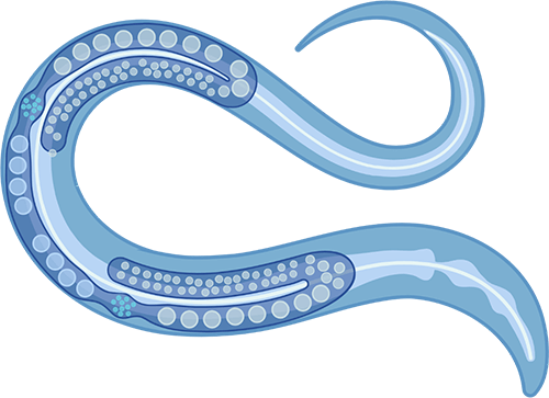 C. elegans expression